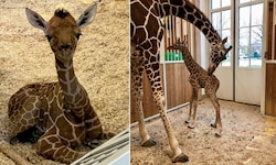 Das Giraffenbaby im Zoo Schönbrunn ist erst eine Woche alt – doch es bereitet den ...