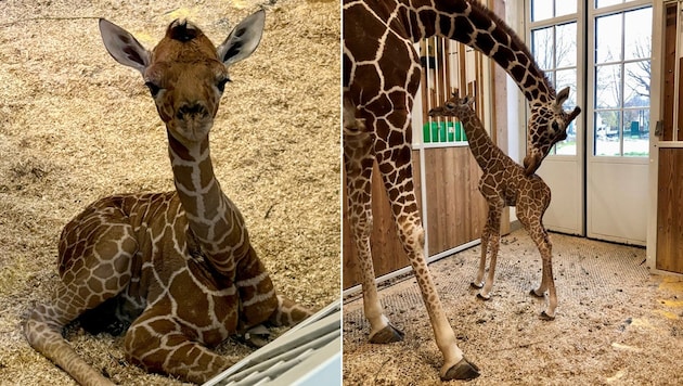 Das Giraffenbaby im Zoo Schönbrunn ist erst eine Woche alt – doch es bereitet den Verantwortlichen bereits Kopfzerbrechen. (Bild: APA/TIERGARTEN SCHÖNBRUNN)