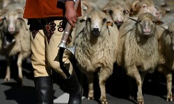 Ein polnischer Schafhirte beim Almabtrieb
