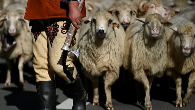 Ein polnischer Schafhirte beim Almabtrieb (Bild: APA/AFP/Sergei GAPON)