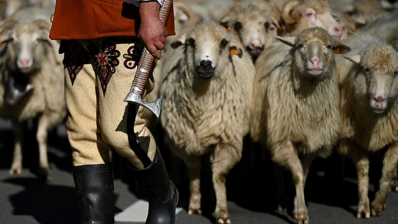 Die polnischen Viehzüchter befürchten ebenfalls enorme Probleme durch den Handelspakt. (Bild: APA/AFP/Sergei GAPON)