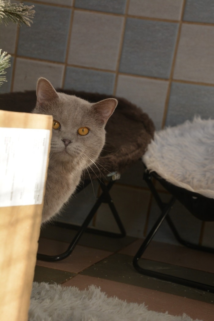 This beautiful tomcat is also waiting at the shelter for a new, loving owner.