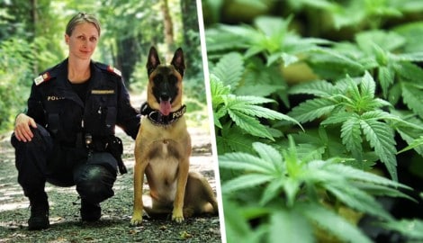 Polizeihund „Poko“ hatte die richtige Nase. (Bild: Krone KREATIV/LPD Stmk, APA/Helmut Fohringer)