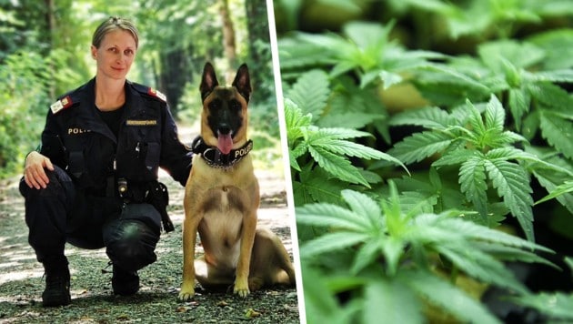 Polizeihund „Poko“ hatte die richtige Nase. (Bild: Krone KREATIV/LPD Stmk, APA/Helmut Fohringer)