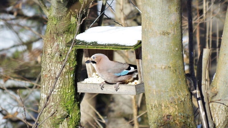 Auch Eichelhäher holen sich im Futterhäuschen was zu knabbern. (Bild: Bergauer Rubina)