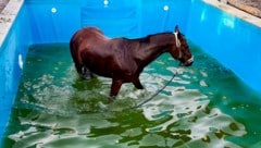 Das Pferd bei seinem unfreiwilligen Bad. (Bild: Werner Kerschbaummayr/TEAM FOTOKERSCHI / FW PUCKING-HASENUFER / LANG)