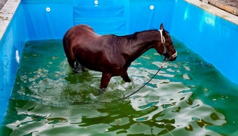 Das Pferd bei seinem unfreiwilligen Bad. (Bild: Werner Kerschbaummayr/TEAM FOTOKERSCHI / FW PUCKING-HASENUFER / LANG)