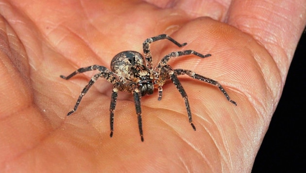 Conspicuously large at up to 19 millimetres: the Nosferatu spider is already well established in Vienna. (Bild: Christian Komposch/ÖKOTEAM)