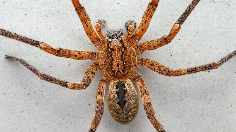 Der Körper der Nosferatuspinne (Zoropsis spinimana) ist braun bis grau mit einem charakteristischen, dunklen Muster auf dem Rücken, das an einen Totenkopf erinnert. (Bild: Dominik Moser)