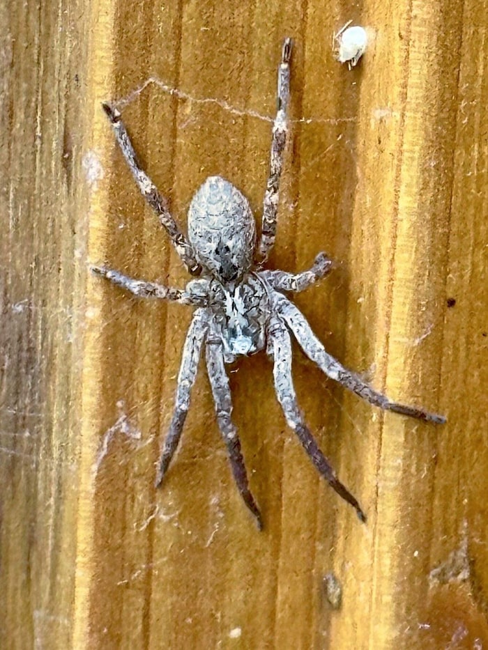 Die Nosferatu-Spinne kann beißen, jedoch nur, wenn sie sich bedroht fühlt.