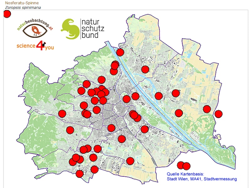 Die Nosferatu-Spinne wurde mittlerweile in allen Bezirken gesichtet. Vor allem im Westen der Stadt scheint sie sich wohlzufühlen. (Bild: naturbeobachtung.at)