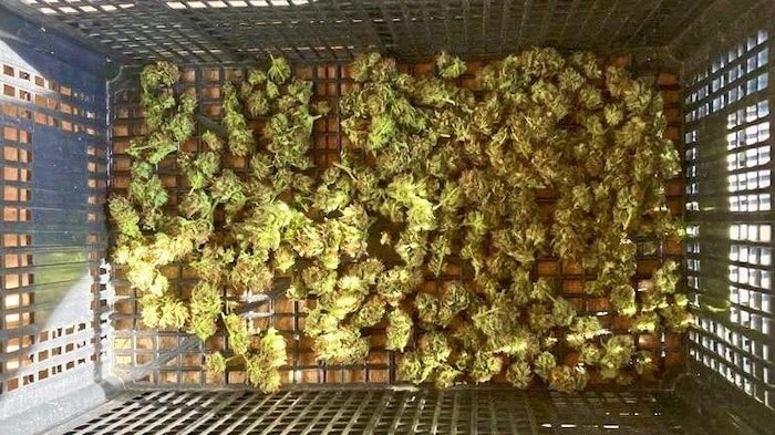 In großen Mengen brachte der Beschuldigte Cannabiskraut in Umlauf.