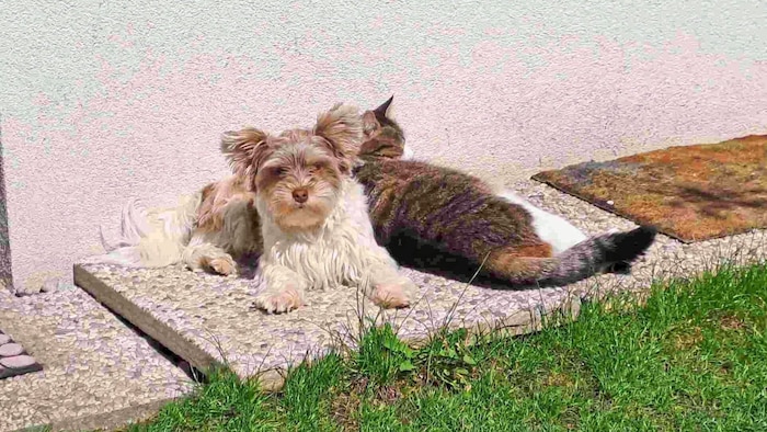Die kleine „Lila“, im Bild beim Kuscheln mit einer Katze, war das erste Opfer