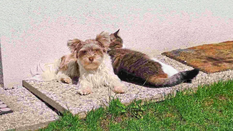 Little "Lila", pictured cuddling with a cat, was the first victim (Bild: zVg)