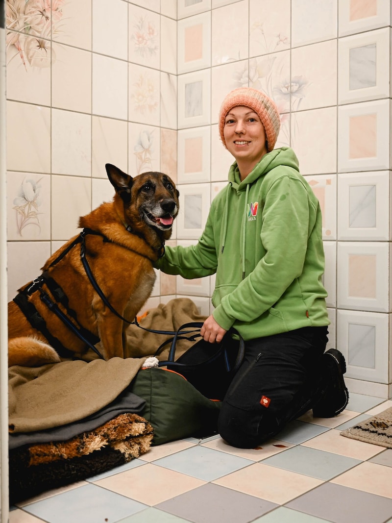 Um den belgischen Schäferhund sorgt sich seit einem Jahr ganz liebevoll das gesamte Team des Welser Tierheims. . (Bild: Markus Wenzel)