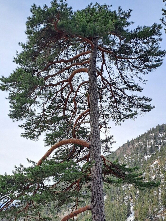 Die Waldkiefer.