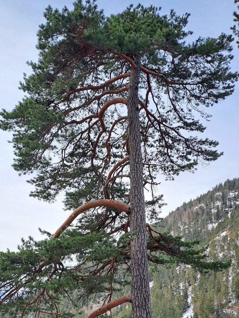 Die Waldkiefer. (Bild: Bergauer Rubina)