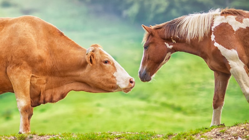 Die Idylle trügt – Pferd und Kuh sind die gefährlichsten Tiere in Australien, was die Todesfälle betrifft. (Bild: stock.adobe.com/Onigiri)