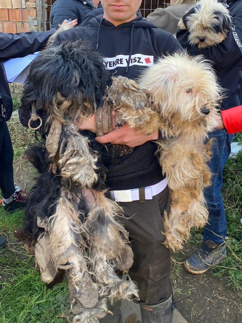 Nach Angaben der Einsatzkräfte vor Ort waren die Tiere teilweise höchst aggressiv oder wiesen ein ungewöhnliches Verhalten auf. (Bild: privat)