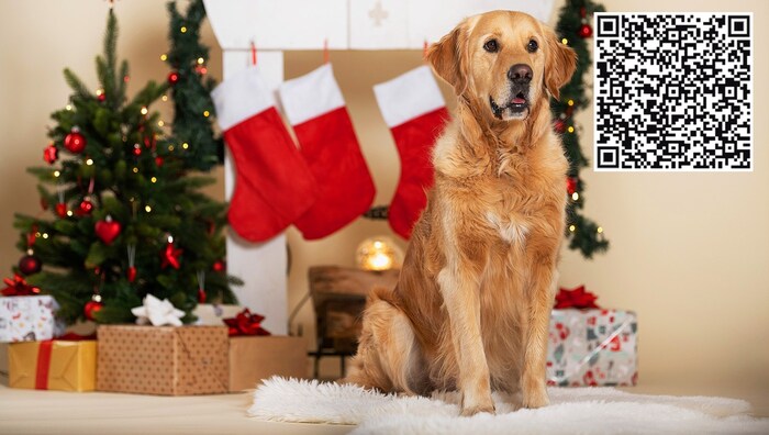 Christmas, the festival of charity for animals too. Simply donate now via QR code!