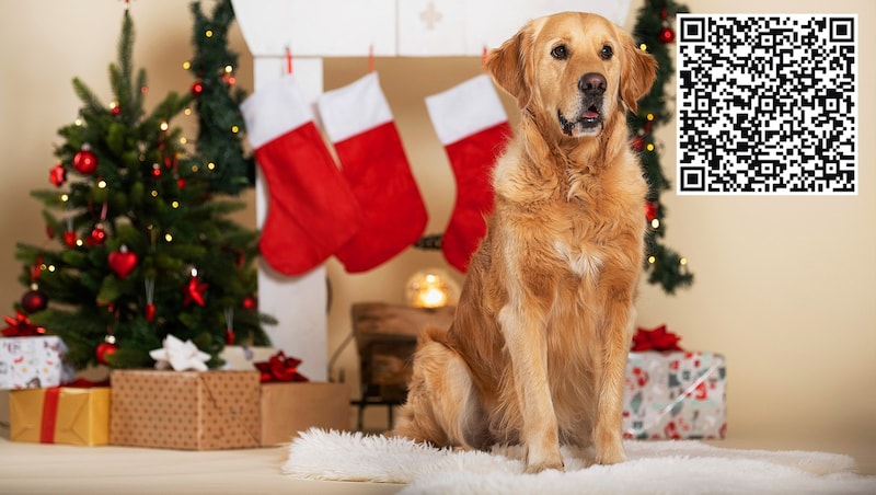 Weihnachten, das Fest der Nächstenliebe auch für Tiere. Jetzt einfach via QR-Code spenden! (Bild: Krone KREATIV/Brigitte Gradwohl)