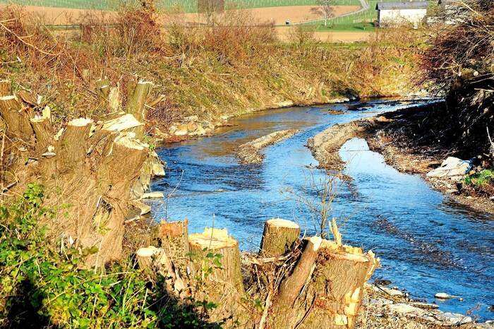 Baumstümpfe am Ufer der Mank: Umweltfrevel oder Sicherheitsmaßnahme nach dem Hochwasser?