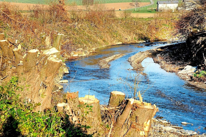 Tree stumps on the banks of the Mank: environmental crime or safety measure after the flood? (Bild: Crepaz Franz/Franz Crepaz)