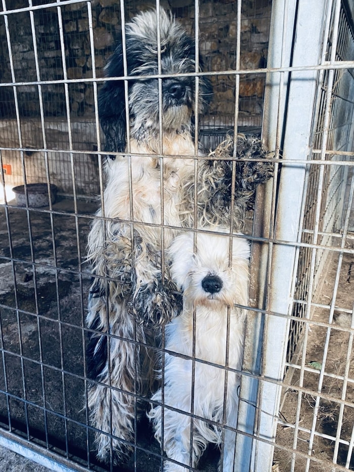 Lieblos, ohne Zuwendung und völlig verdreckt – so soll kein Hund gehalten werden!