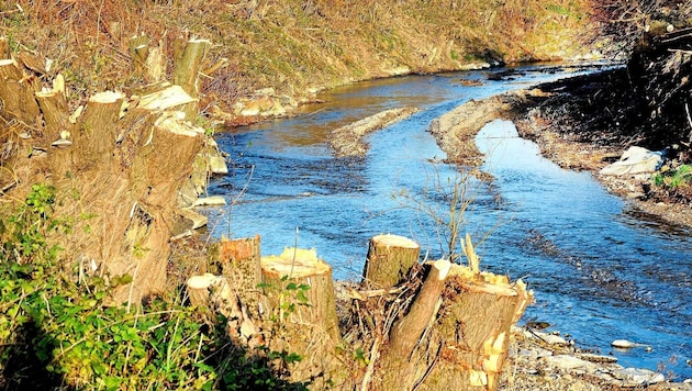 Baumstümpfe am Ufer der Mank (Bild: Crepaz Franz/Franz Crepaz)