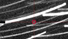 Bevor sich der Asteroid 2024 PT5 (rot markiert) wieder in die Weiten des Weltalls verabschiedet hat, ist Forschern ein Foto von ihm gelungen. (Bild: Two-Meter Twin Telescope/Light Bridges/Instituto de Astrofísica de Canarias, Krone KREATIV)