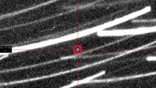 Bevor sich der Asteroid 2024 PT5 (rot markiert) wieder in die Weiten des Weltalls verabschiedet hat, ist Forschern ein Foto von ihm gelungen. (Bild: Two-Meter Twin Telescope/Light Bridges/Instituto de Astrofísica de Canarias, Krone KREATIV)