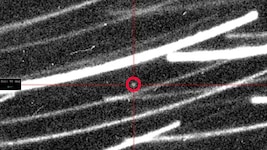 Bevor sich der Asteroid 2024 PT5 (rot markiert) wieder in die Weiten des Weltalls verabschiedet hat, ist Forschern ein Foto von ihm gelungen. (Bild: Two-Meter Twin Telescope/Light Bridges/Instituto de Astrofísica de Canarias, Krone KREATIV)