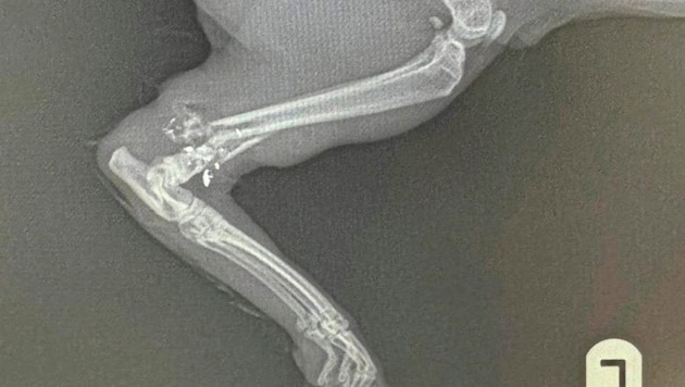 The projectile hit the cat's left hind leg. The thigh bone was shattered. (Bild: Christian Schulter)