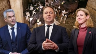 Die „Krone“ appelliert an die Politik: im Tierschutz müssen noch viele Probleme gelöst werden. Anhand von sieben Beispielen zeigen wir nur einen Bruchteil davon auf! (Bild: Krone KREATIV/VGT, SEPA, REUTERS (2))