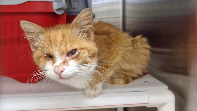 Das ist eine der armen Streunerkatzen, die von einem Hof in der Region Weiz gerettet wurde. (Bild: Arche Noah)