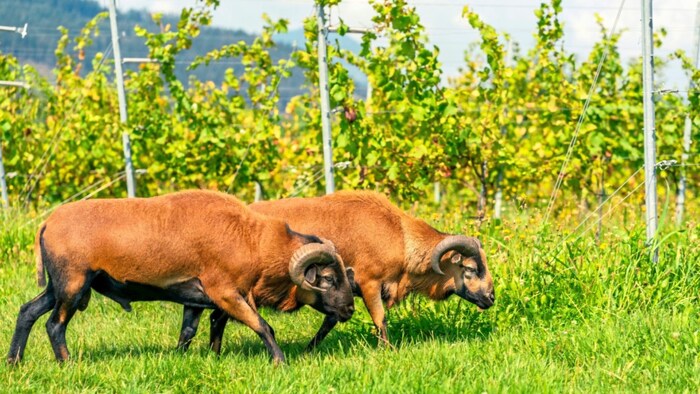 Sogar die Schafe grasen bei den Weinreben.