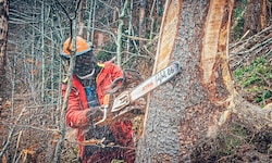 Zu krank fürs Büro, aber nicht für den Wald? (SYMBOLBILD)