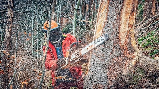 In Oberösterreichs Wäldern dröhnen seit Wochen die Motorsägen.