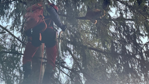 Mountain rescuer Markus Bucher from Wagrain brought the animal down well secured. (Bild: Tierhilfe Felicita)