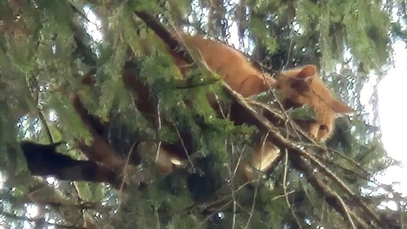 The poor animal waited ten days and was rescued on Saturday morning. (Bild: Tierhilfe Felicita)