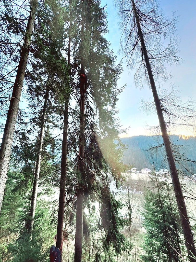 The rescue from this giant tree was extremely complicated. (Bild: Tierhilfe Felicita)