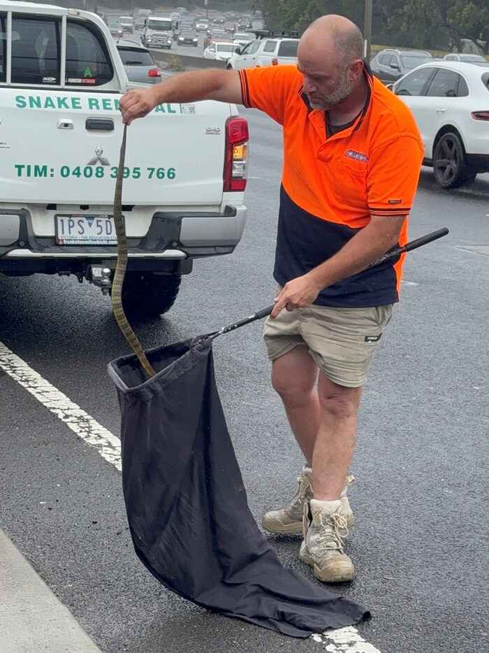 Die Schlange gehört zu den giftigsten der Welt.