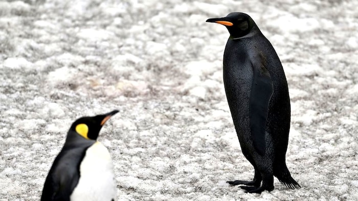The black penguin was only briefly visible to the expedition members.