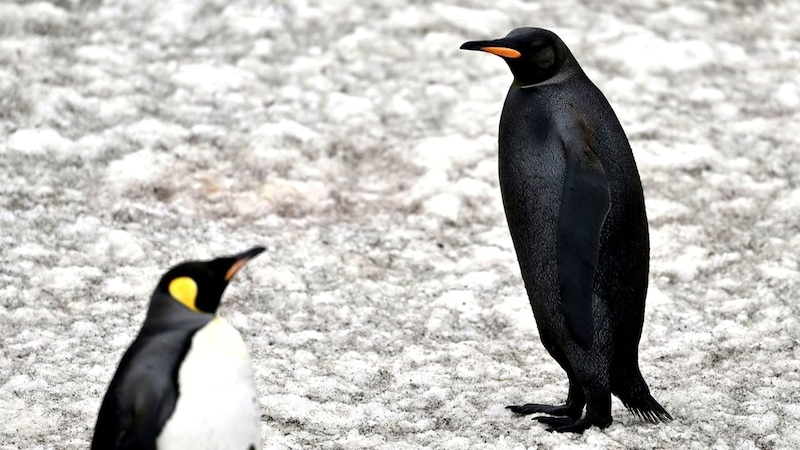 Der schwarze Pinguin war für die Expeditionsteilnehmer nur kurz zu sehen. (Bild: kameraone)