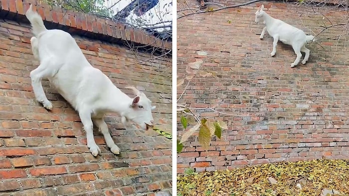 Their special claws make the goat an acrobatic climber.