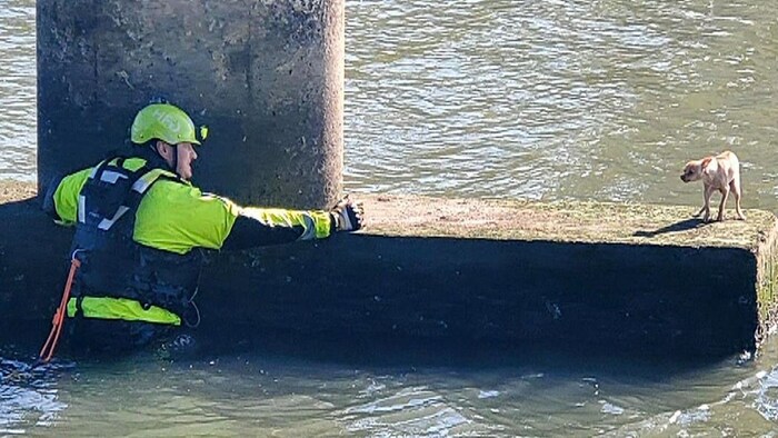 The little dog didn't really want to trust his rescuer.