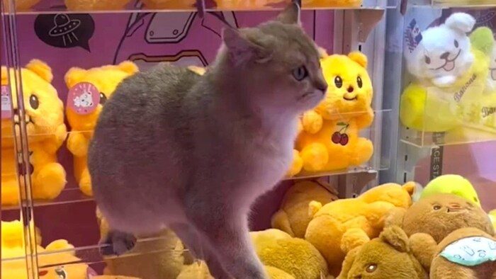 Die Katze ist mindestens genauso putzig wie die Kuscheltiere, die man im Greifautomaten ergattern kann.
