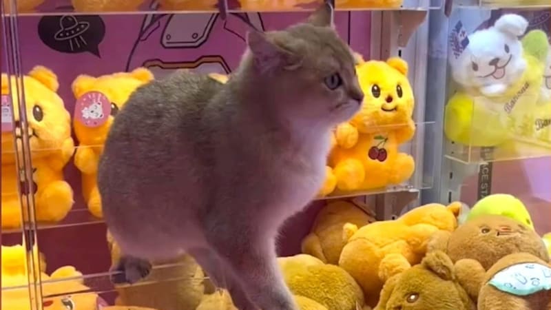 Die Katze ist mindestens genauso putzig wie die Kuscheltiere, die man im Greifautomaten ergattern kann. (Bild: kameraone)