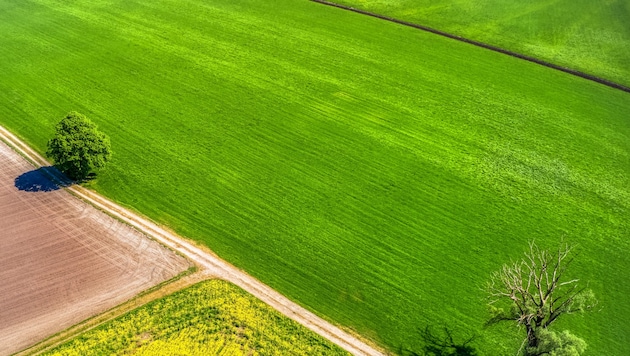 Die im Ried verlaufenden Gräben wurden schon vielen Autofahrern zum Verhängnis. (Bild: Stiplovsek Dietmar)