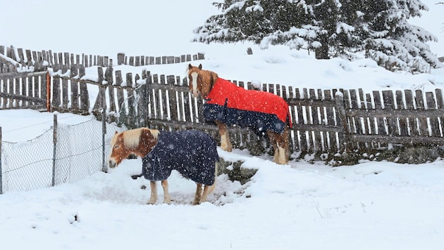 Blankets warmed these Haflinger horses in St. Sigmund im Sellrain on Tuesday (Bild: Birbaumer Christof)